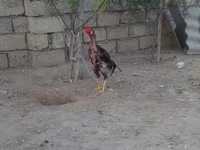 Chickens — Foto 2