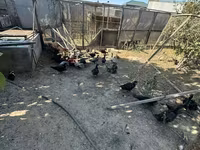 Ducks — फ़ोटो 3