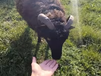 Owca, Ouessant sheep — zdjęcie 3