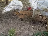 Turkeys — Foto 4