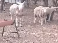 Baran, Cerry Hill sheep — zdjęcie 4