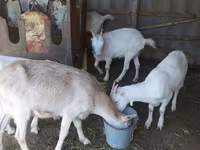 Dişi keçi, LaMancha goats — foto 5