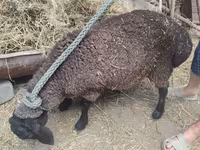 Qoyun, Saryarka sheep — foto 1