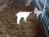 Goats (batch, sex not specified), Goats — photo 1
