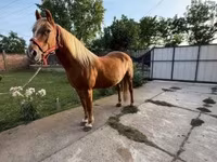 Kobyła, Haflinger — zdjęcie 2