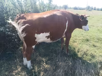 Cow, Ayrshire — photo 1