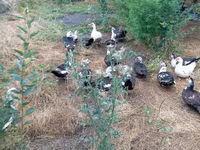Ducks — الصورة 1