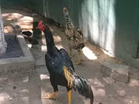 Malay Game — photo 2