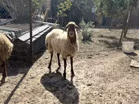 Oveja, Ovejas — foto 1