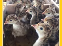 Turkeys — photo 4