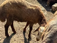 Ram, Sheep — photo 2