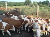 Bull, Simmental cattle — photo 1