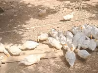 German Pekin — photo 3