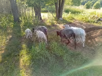 Dişi keçi, Kejobong goat — foto 2