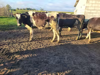 Vaca, Russian Black pied cattle — foto 7