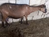 عنزة, Alpine goat — الصورة 5
