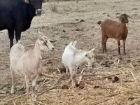 Коза, Nubian Goat — фото 6