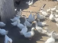 American Pekin — photo 3