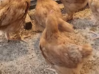 Chickens — Foto 1