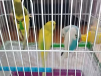 Məhsul: Dalmatian və Avstraliya cinsli dalğalı papuqaylar (budgerigar) — 照片 4