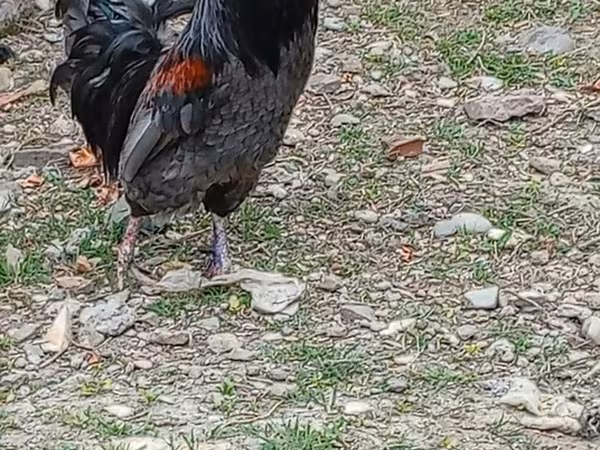 Chickens — Azərbaycan