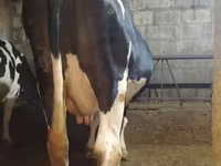 Kuh, Holstein-Rasse — Foto 5
