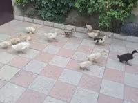 Ducks — foto 5
