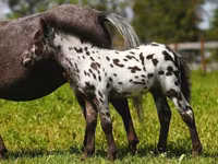 Madyan, American shetland pony — foto 3