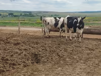 Cow, Russian Black pied cattle — photo 4
