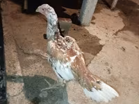 Chickens — Foto 4