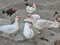Domestic Muscovy — photo 2