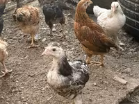 Chickens — photo 3