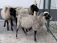 मेढ़ा, Hissar sheep — फ़ोटो 1