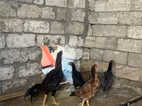 Chickens — photo 1