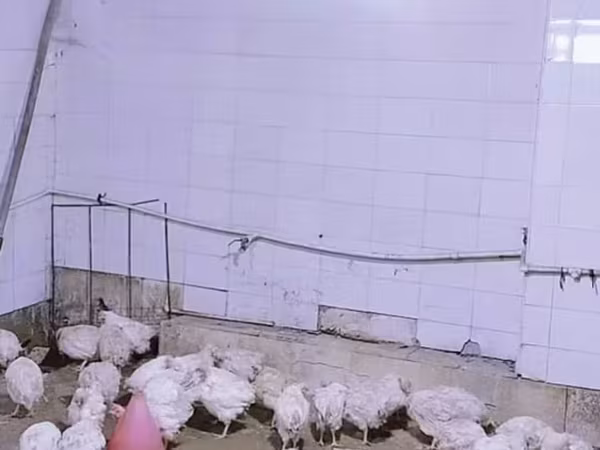 Chickens — Azərbaycan