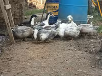 American Pekin — Foto 2
