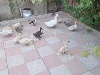 Ducks — foto 1