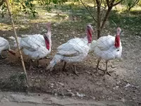 Turkeys — Foto 3