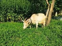 Goat, Saanen goat — photo 7