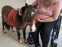 Mare, Miniature horse — photo 3