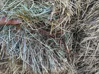 Խոդի տուկ խոդ խամի խոդ — фото 3