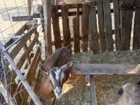 Cabra, Cabras — foto 5