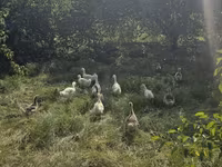 Geese — 照片 4