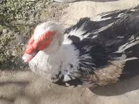 Ducks — foto 2