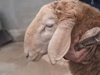 Baran, Arashan sheep — zdjęcie 1