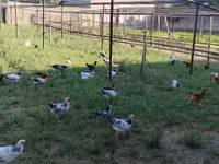 Chickens — photo 2