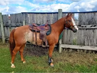 At, Quarter Horse — foto 7