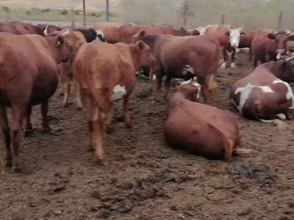 母牛, Red Steppe Cow