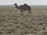Kamele (Partie, Geschlecht nicht angegeben), Anafi camel — Foto 1