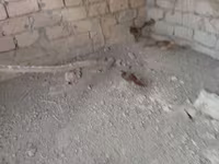 Quails — photo 3